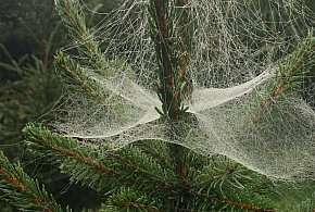 Kupujesz żywą choinkę na święta? Ten szczegół łatwo przeoczyć-79807