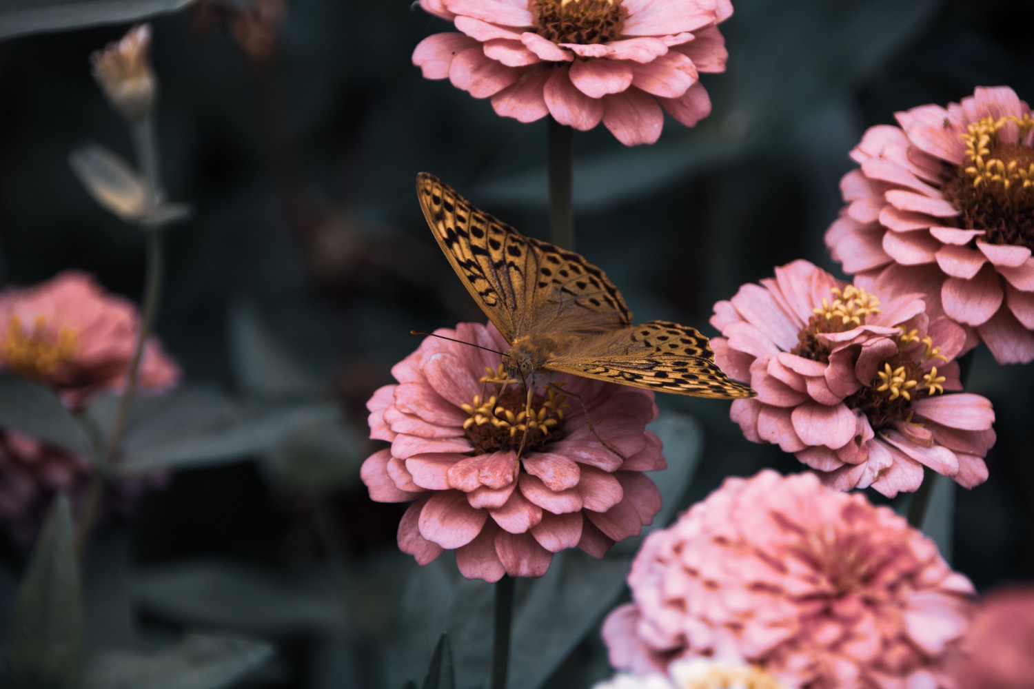 Na kwiatach chętnie przysiadają też motyle.