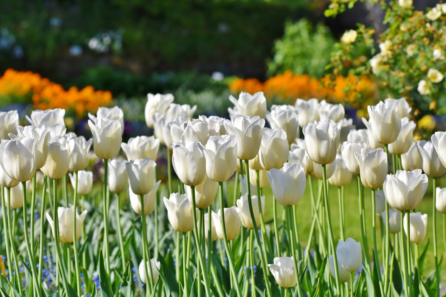 Wiosenne kwiaty ogrodowe są źródłem pokarmu dla owadów wygłodniałych po zimie.